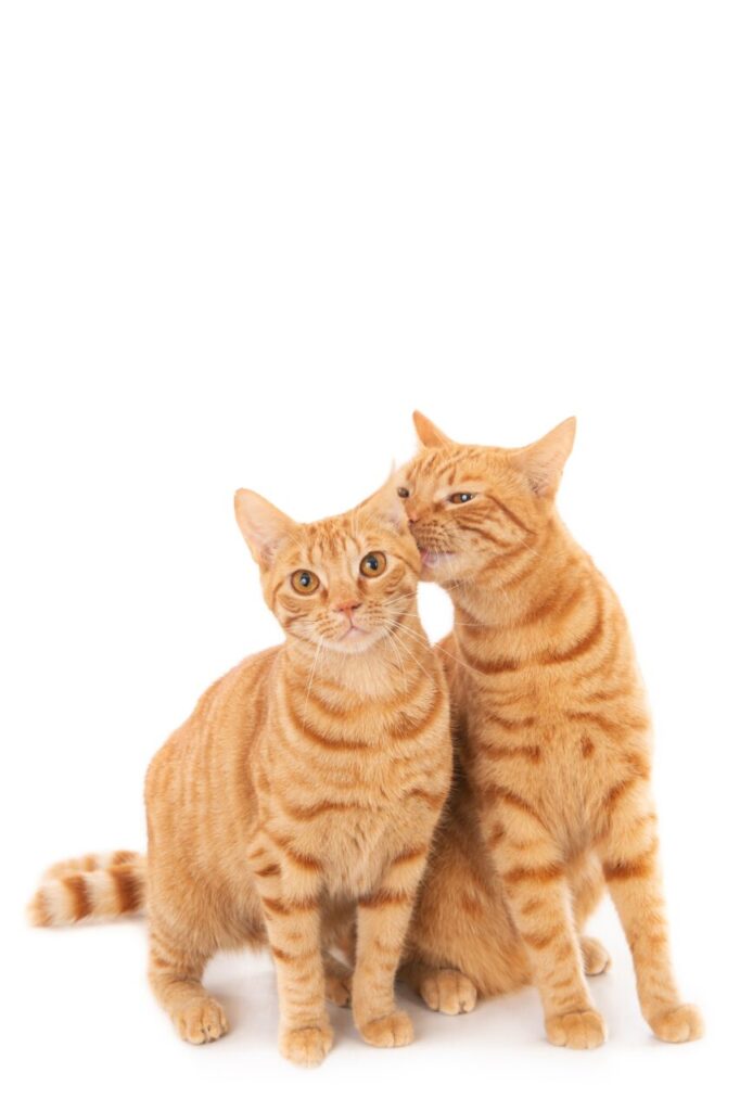 Closeup shot of one ginger cat licking the other isolated on a white background