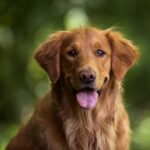 Selective focus shot of an adorable golden retriever outdoors