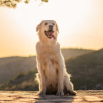 Vertical shot of a cute labrador dog sitting on a mountain during sunset