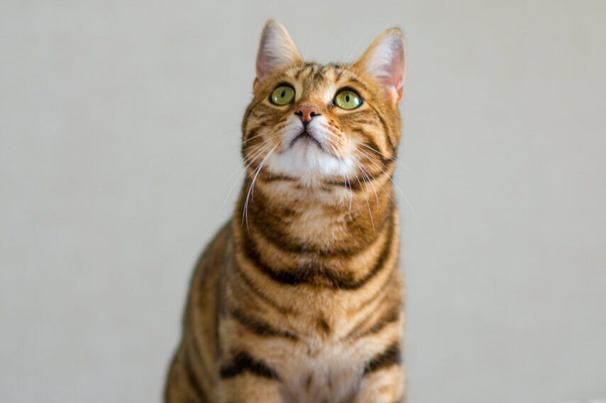Vertical shot of a cute Bengal cat