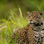 Beautiful and endangered american jaguar in the nature habitat.
