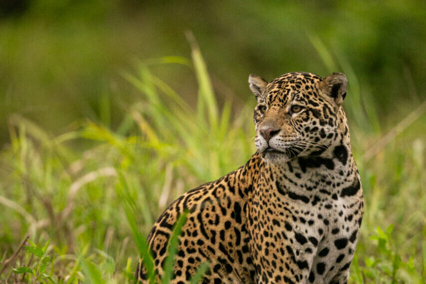 Beautiful and endangered american jaguar in the nature habitat.