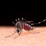 Mosquito