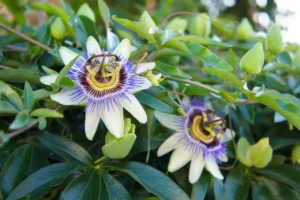 o-que-e-passiflora