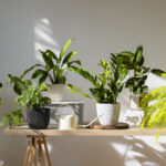 plantas-de-interior-em-estudio