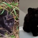 Captura de tela 2025-08-28 102258