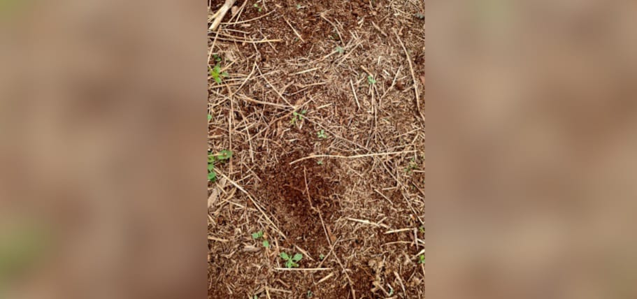 WhatsApp Image 2025-08-19 at 09.07.03 (1)