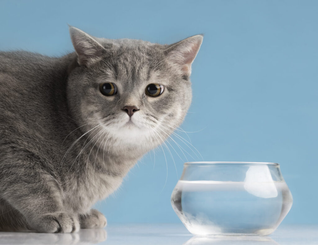 belo-retrato-de-gato-como-animal-de-estimacao