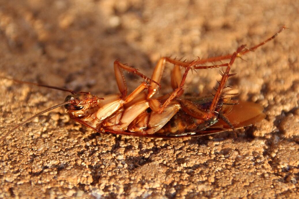 cockroach-3116192_1280