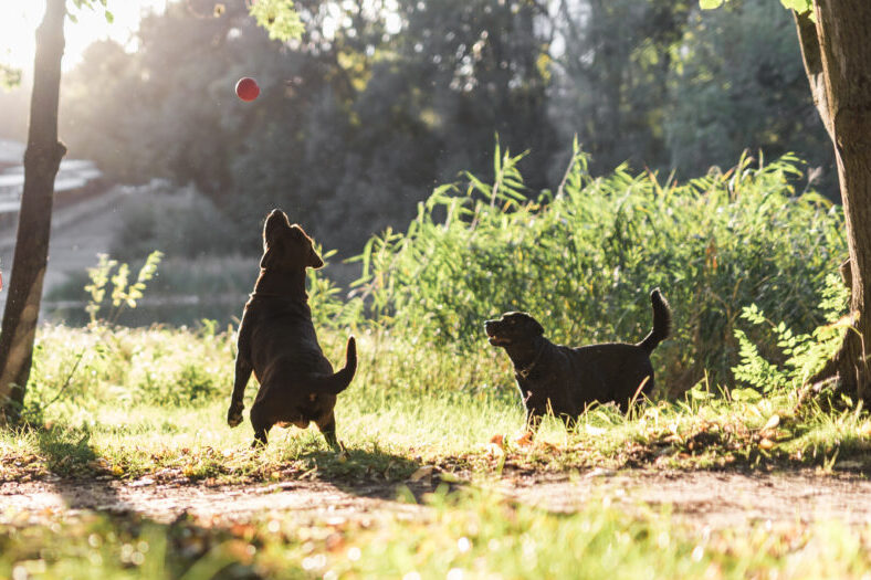 dois-cachorros-tocando-com-bola-parque