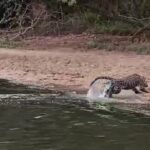 editor-68a717275a85a