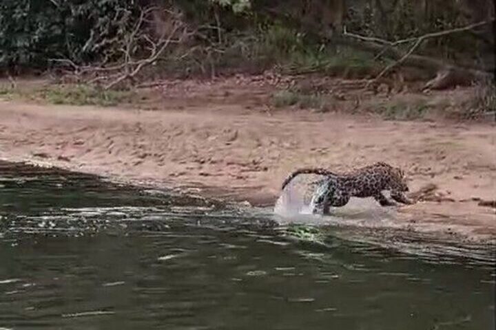 editor-68a717275a85a