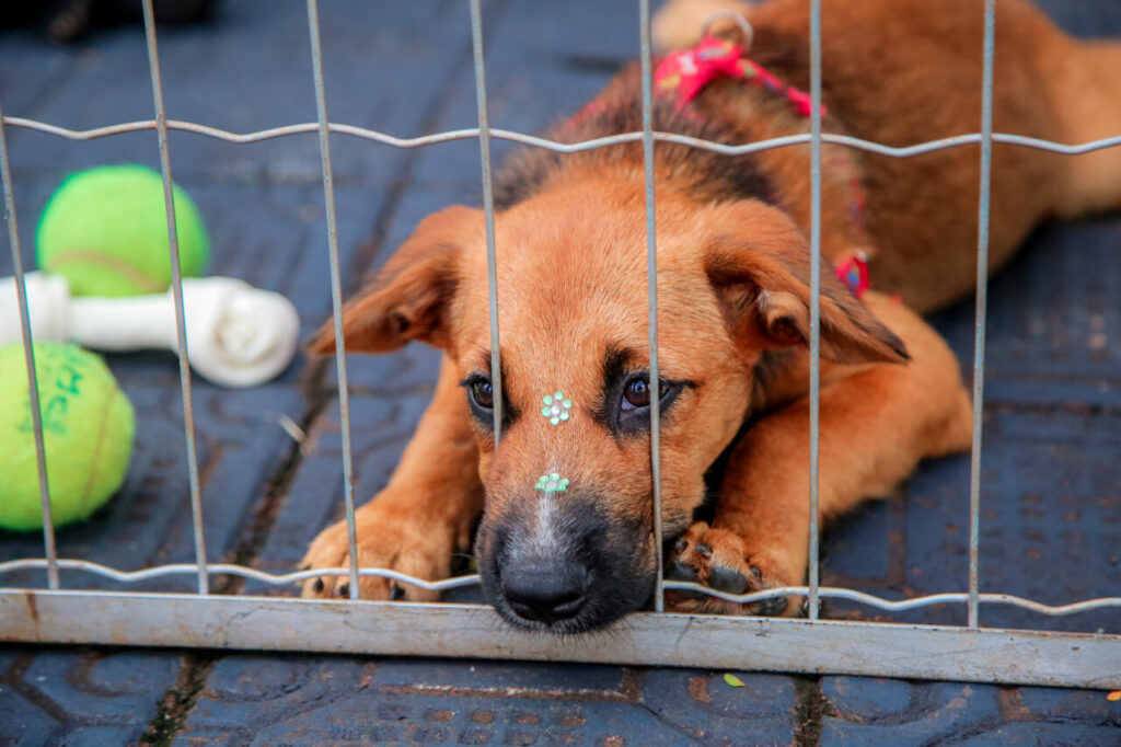 f080f3e5-ac53-4ace-8e6c-1dd780fbd16b