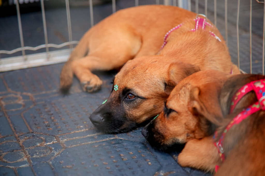 f3681eb1-ef25-4cd2-9e61-f2a031467574