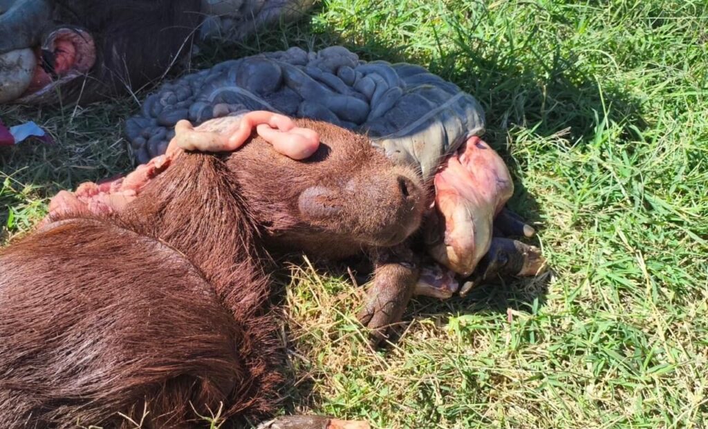 caça ilegal no Paraná