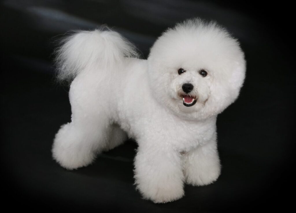 Bichon_Frisé_-_studdogbichon