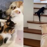 Captura de tela 2025-09-04 082510