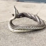 Captura de tela 2025-09-18 083911