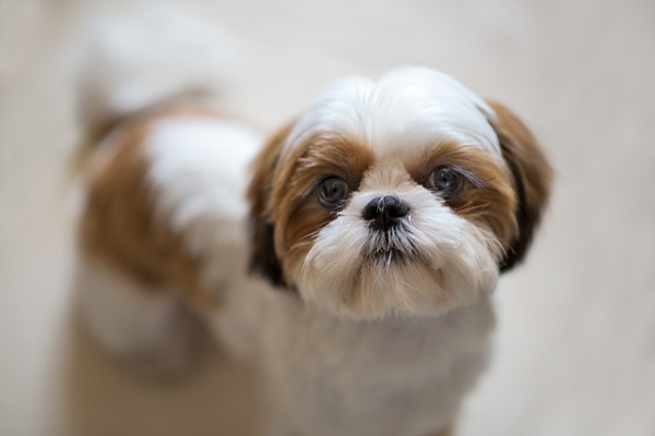 Close-up portrait of puppy,Vignola,Modena,Italy
