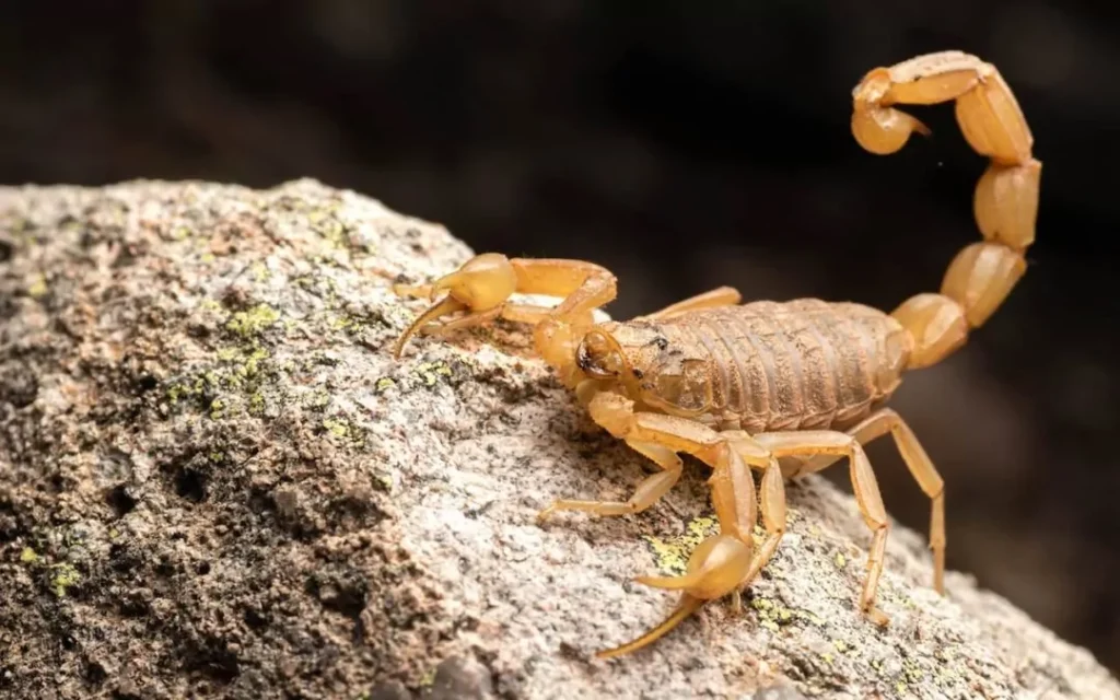 Escorpiao-Amarelo-Tityus-Serrulatus-Controle-1080×675