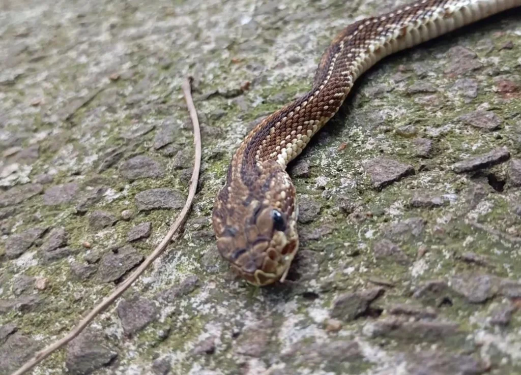 WhatsApp Image 2025-09-30 at 11.09.03