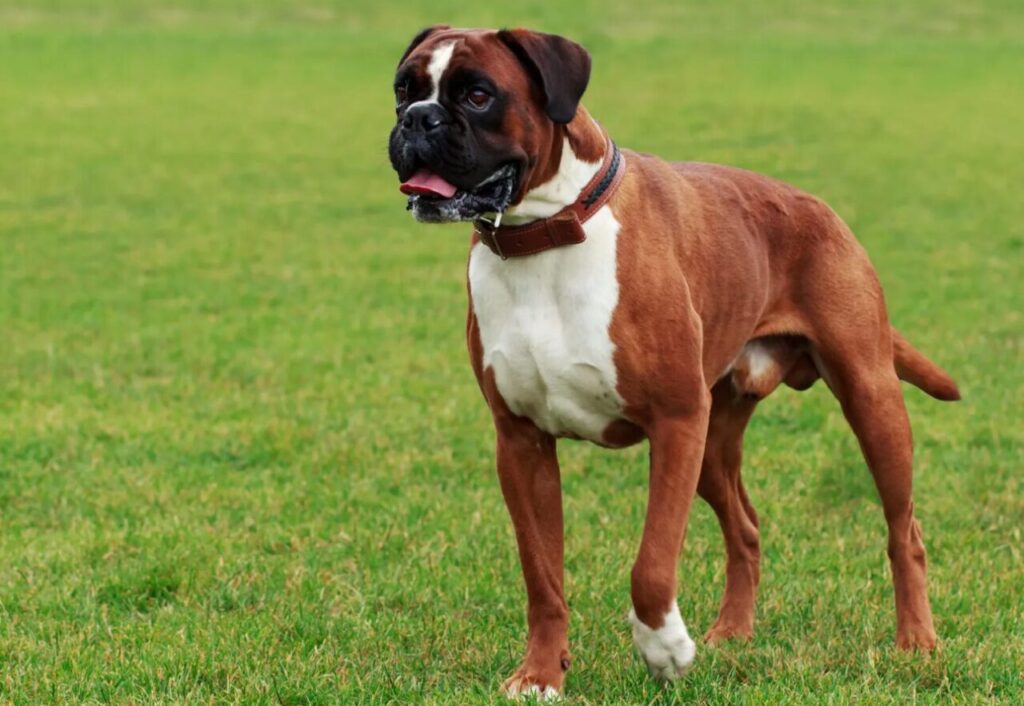 boxer dog