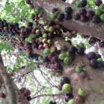 jabuticabeira com jabuticabas