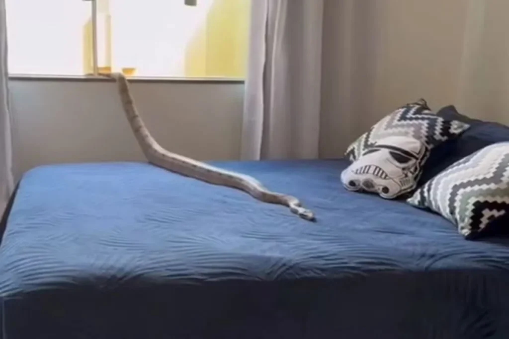 foto-jiboia-cama-unai