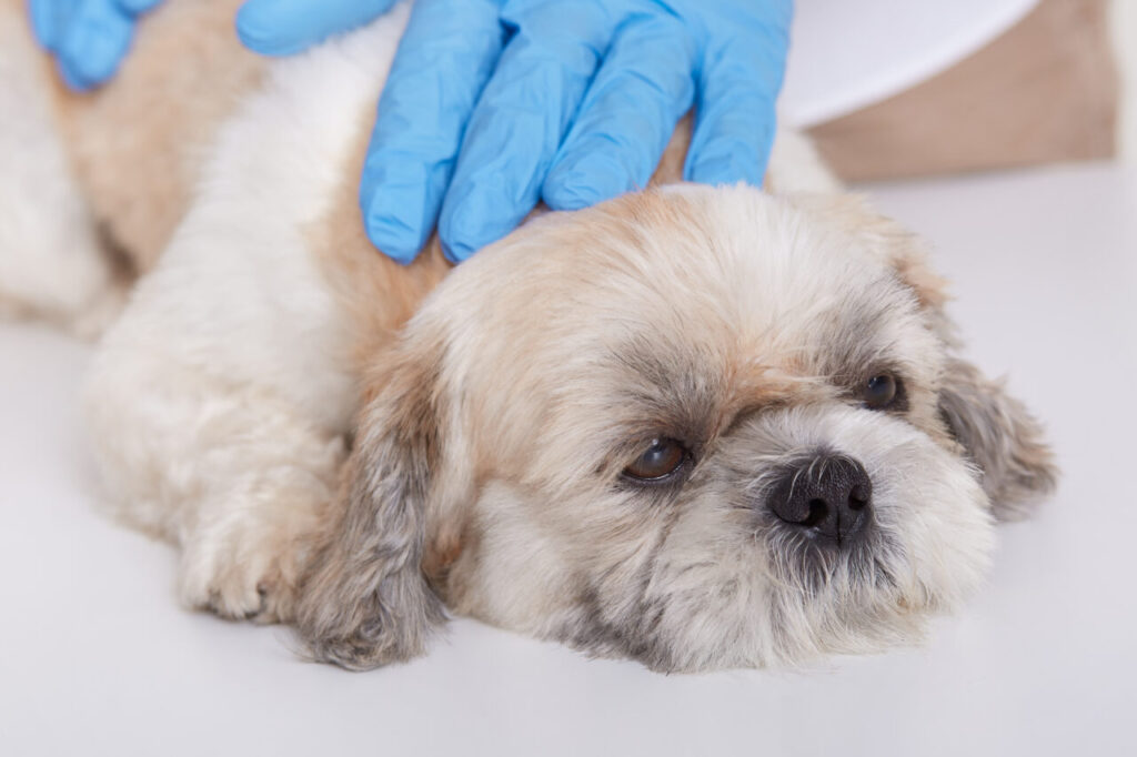 Hands of veterinarians in blue protective gloves examines Pekingese health, small dog lying on table in veterinary clinic, vet diagnoses puppy’s disease.