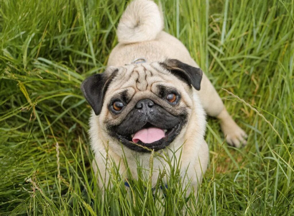 pug
