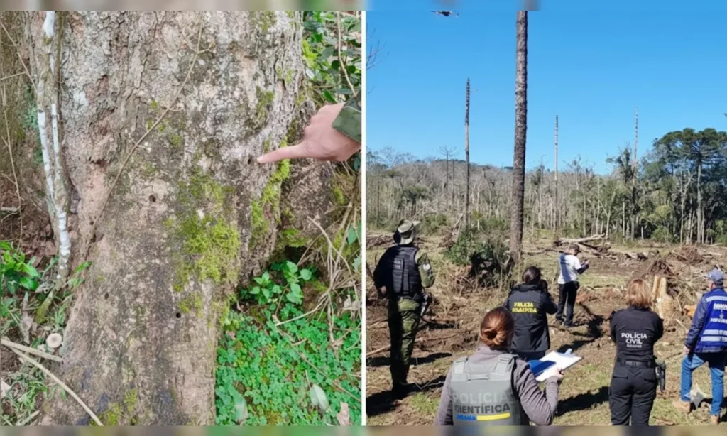 Operacao-foi-realizada-na-cidade-de-Ceu-Azul-na-re-01033348-0-202510201518-ProportionalFillBackground