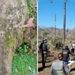 Operacao-foi-realizada-na-cidade-de-Ceu-Azul-na-re-01033348-0-202510201518-ProportionalFillBackground