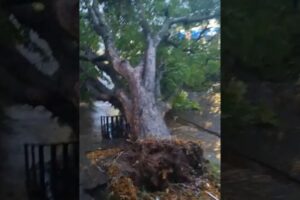 WhatsApp Image 2025-10-13 at 09.12.23