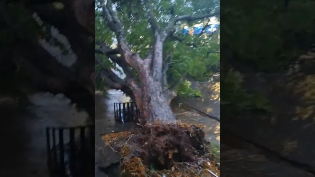 WhatsApp Image 2025-10-13 at 09.12.23