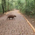 Capivaras, quatis, saguis… Conheça os animais que vivem no Parque do Ingá
