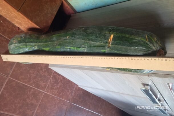 abobora-gigante-de-28-kg-e-encontrada-por-brigadista-em-roca-em-guaporema-68dfb3fa05773