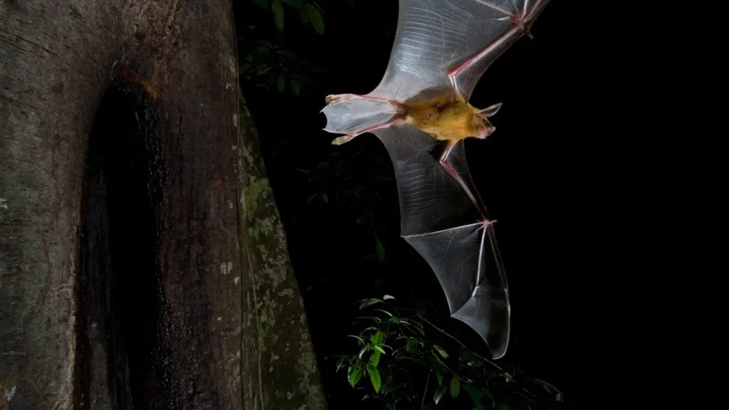 02-daytime-flying-bats-nationalgeographic_1069090