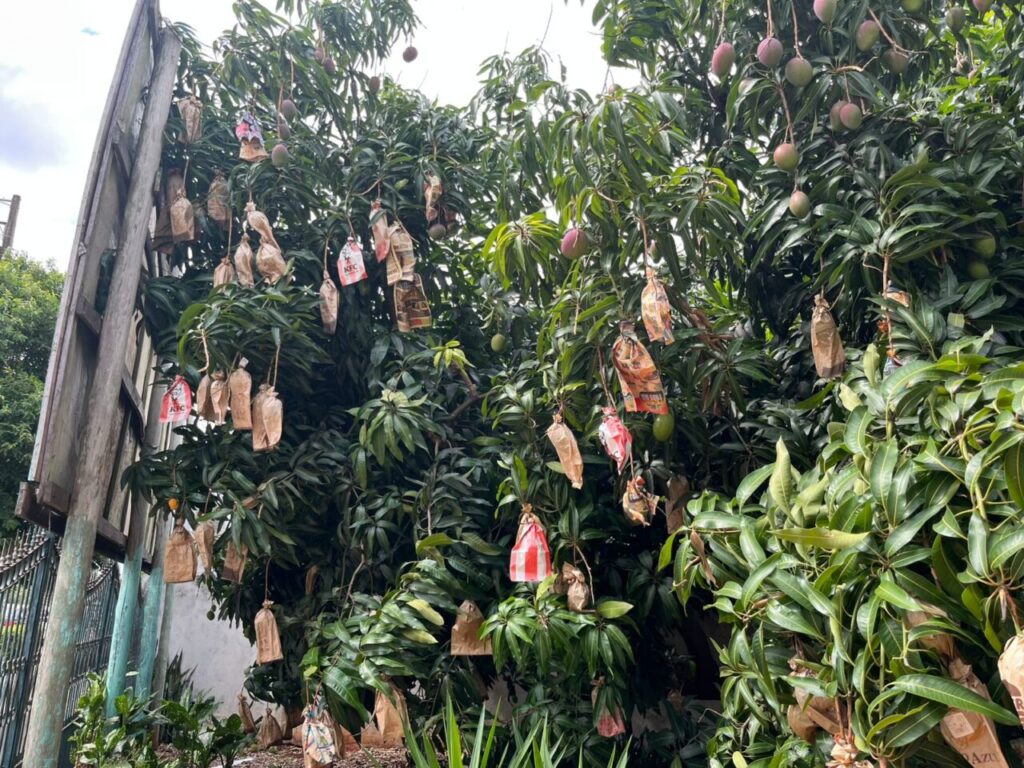 WhatsApp Image 2025-11-01 at 18.51.50