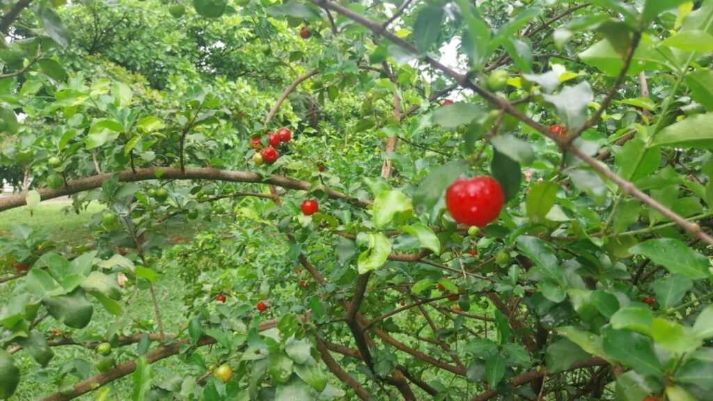 WhatsApp Image 2025-11-11 at 10.17.19