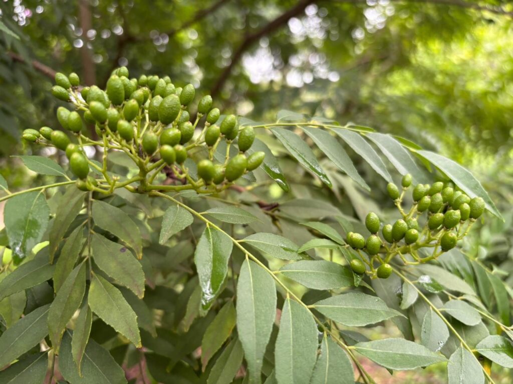 WhatsApp Image 2025-11-14 at 19.17.53