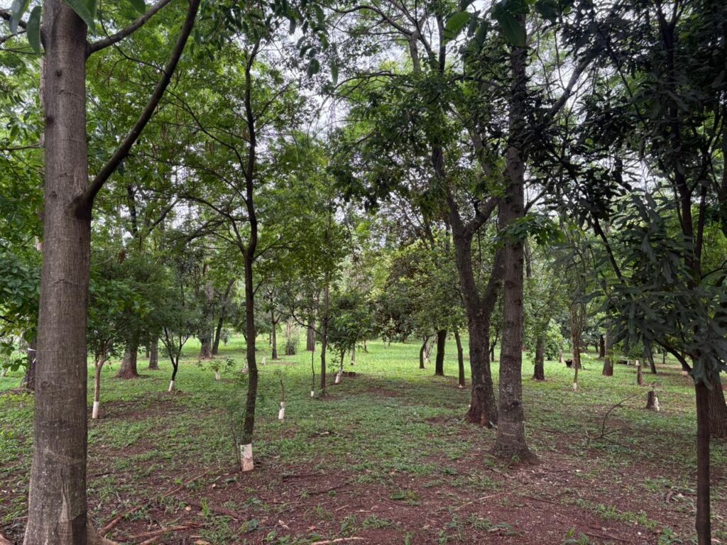 WhatsApp Image 2025-11-14 at 19.17.55