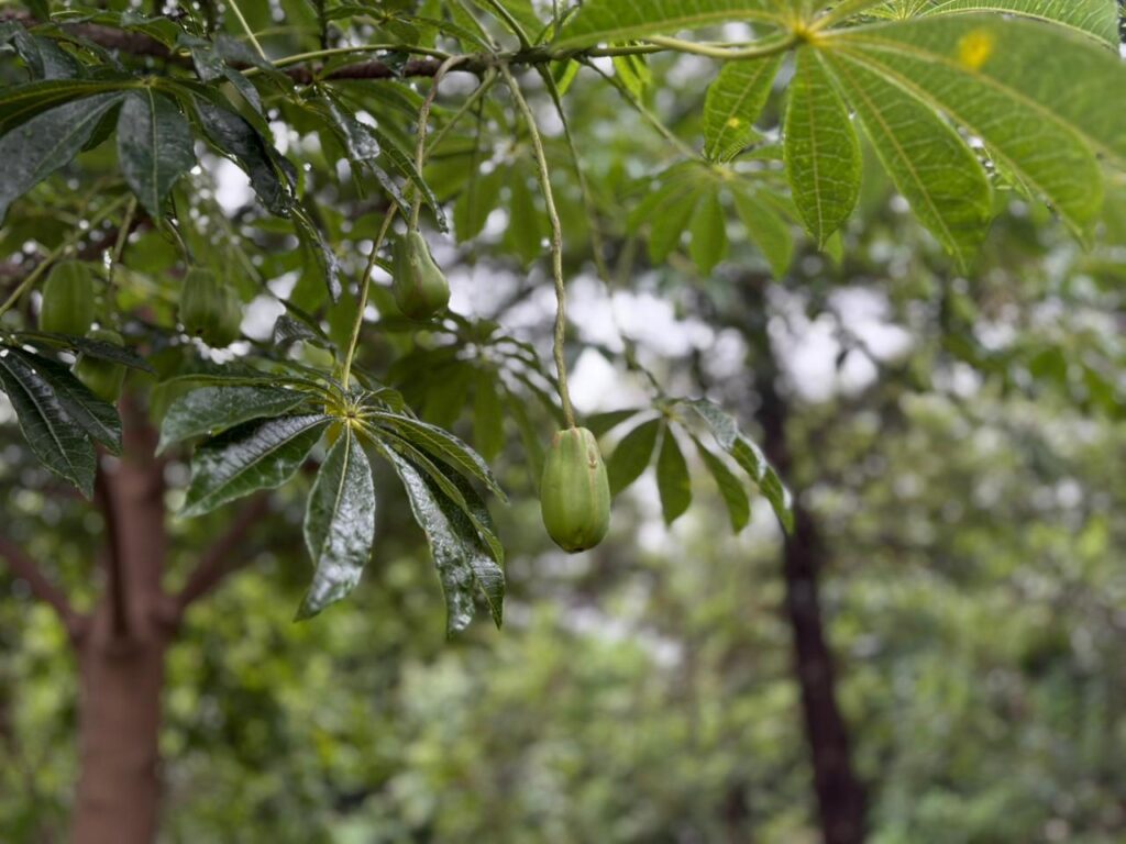 WhatsApp Image 2025-11-14 at 19.18.00