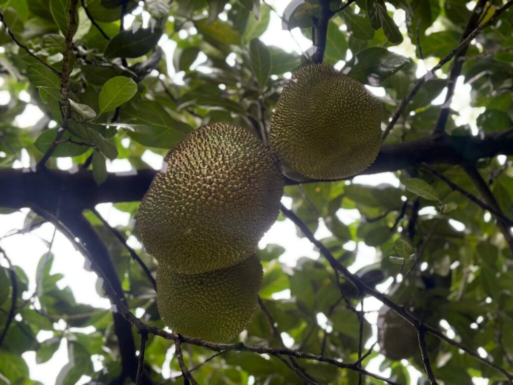 WhatsApp Image 2025-11-14 at 19.18.05