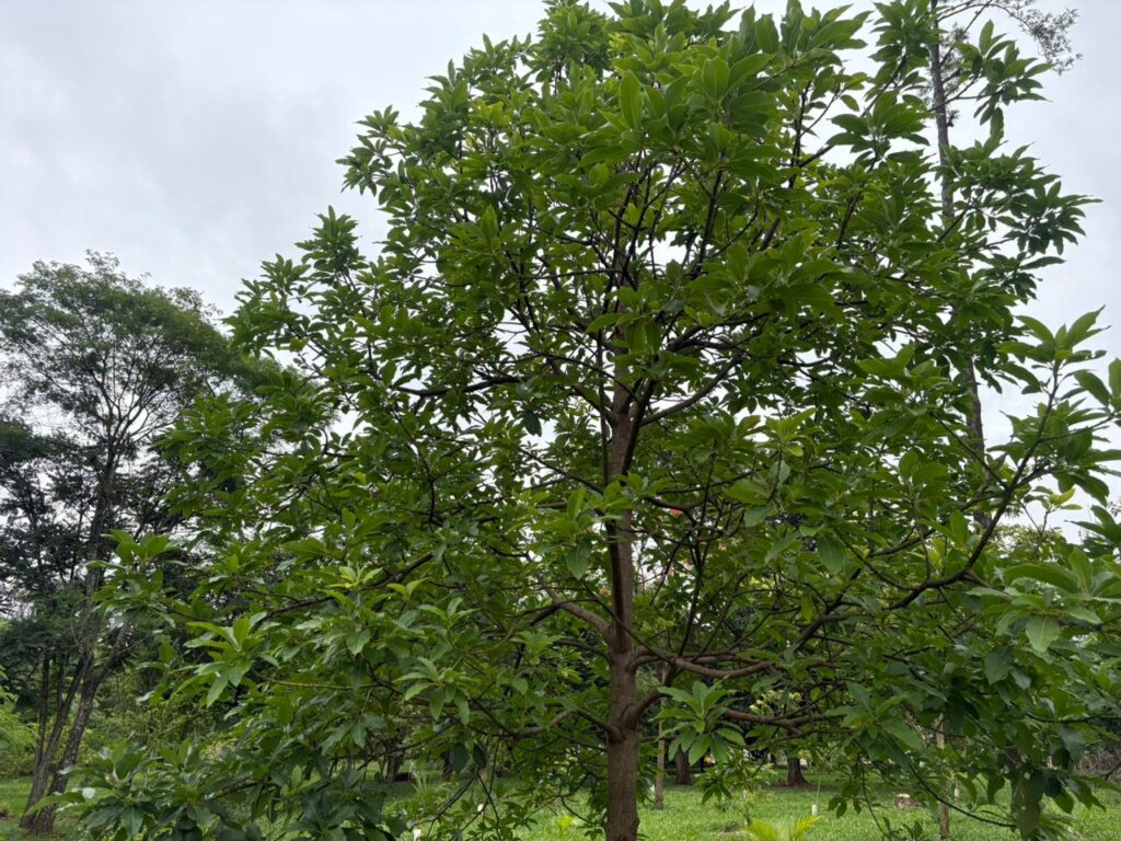 WhatsApp Image 2025-11-14 at 19.18.10