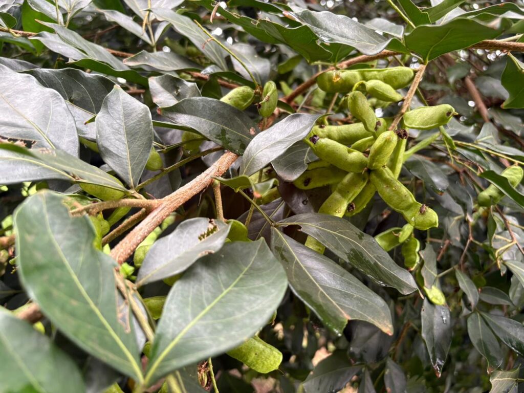 WhatsApp Image 2025-11-14 at 19.18.12