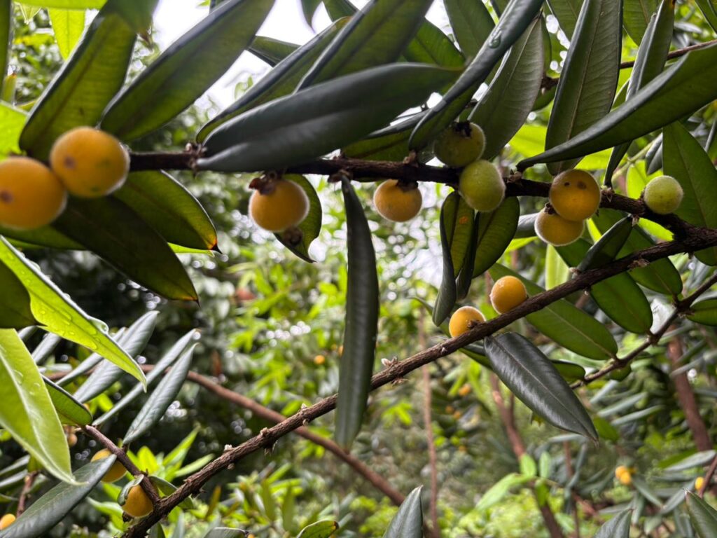 WhatsApp Image 2025-11-14 at 19.18.13