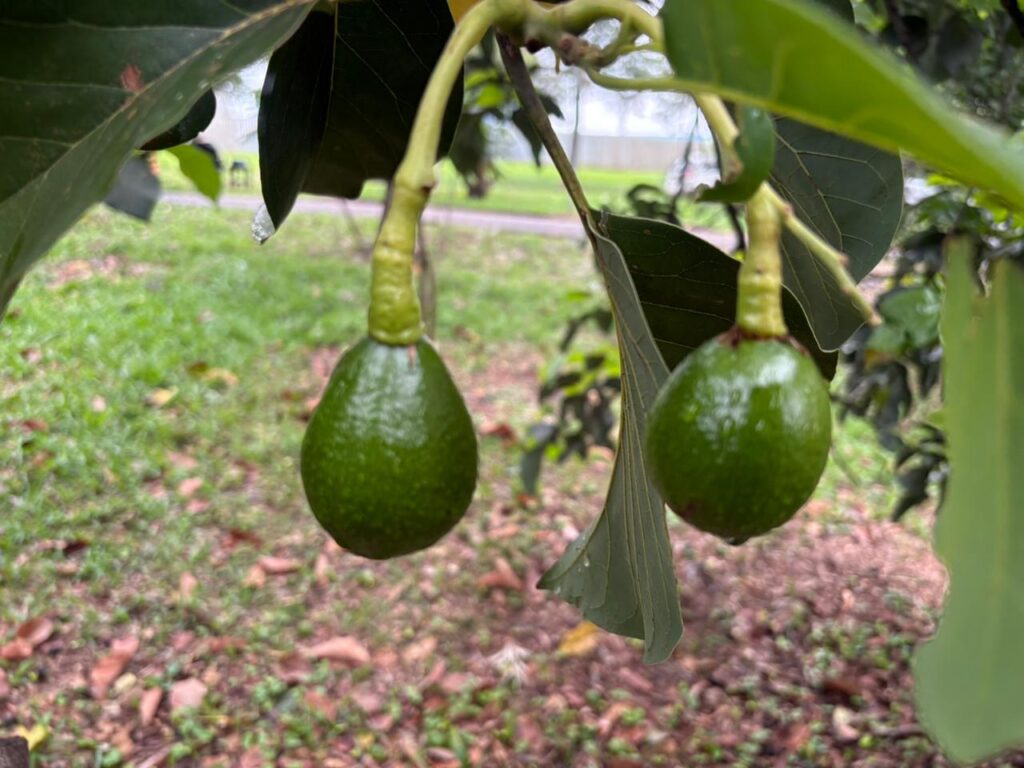 WhatsApp Image 2025-11-14 at 19.18.14