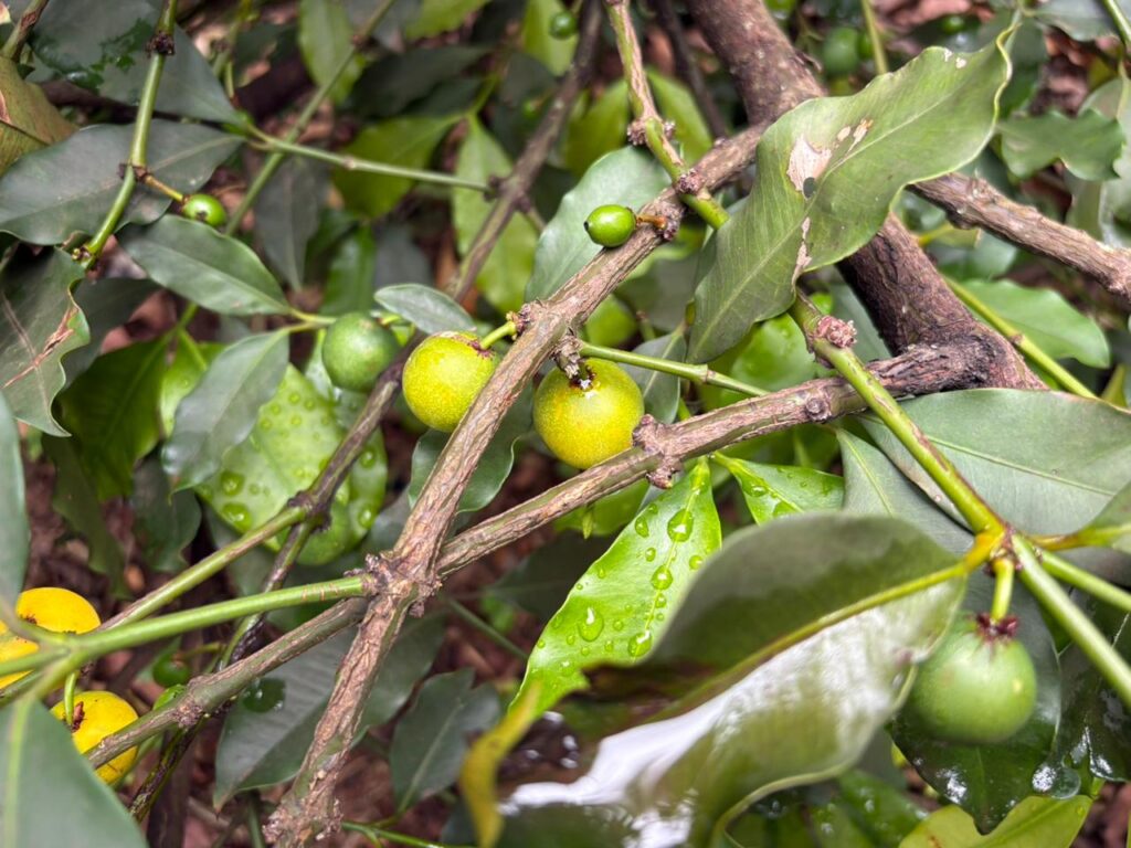 WhatsApp Image 2025-11-14 at 19.18.15