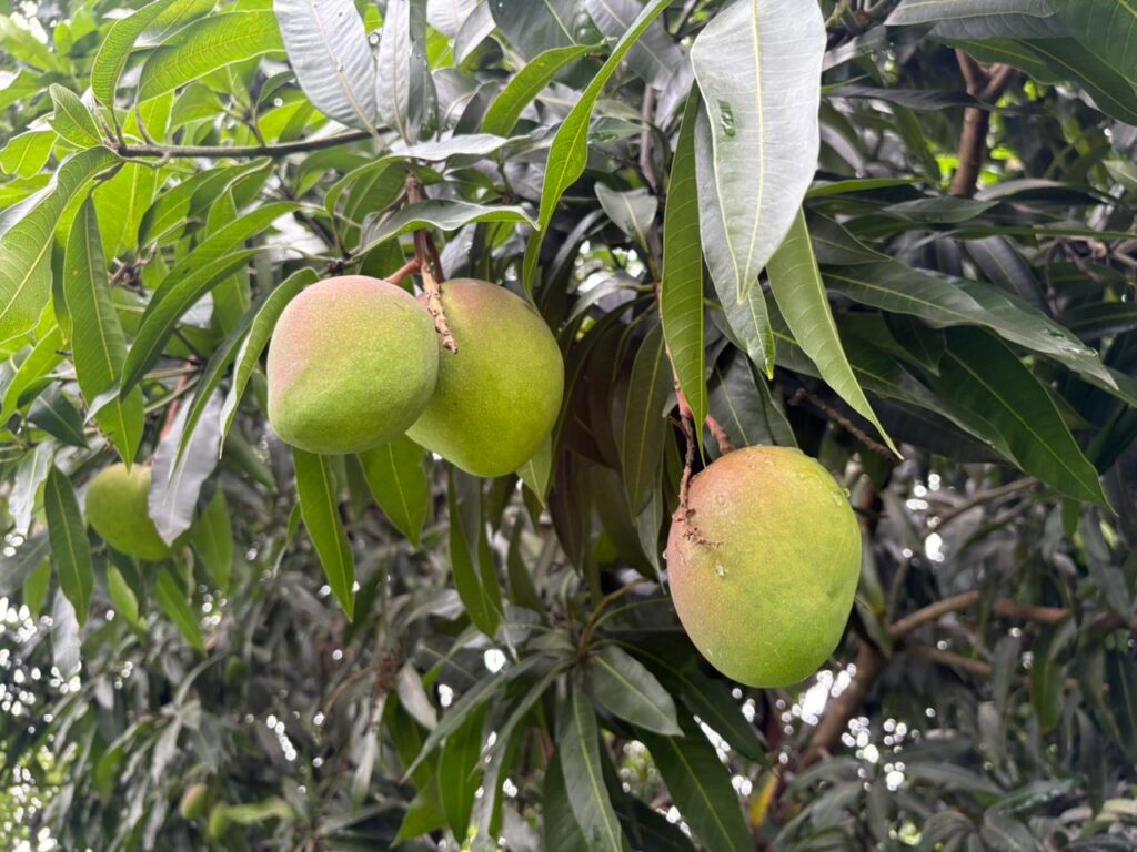 WhatsApp Image 2025-11-14 at 19.18.17