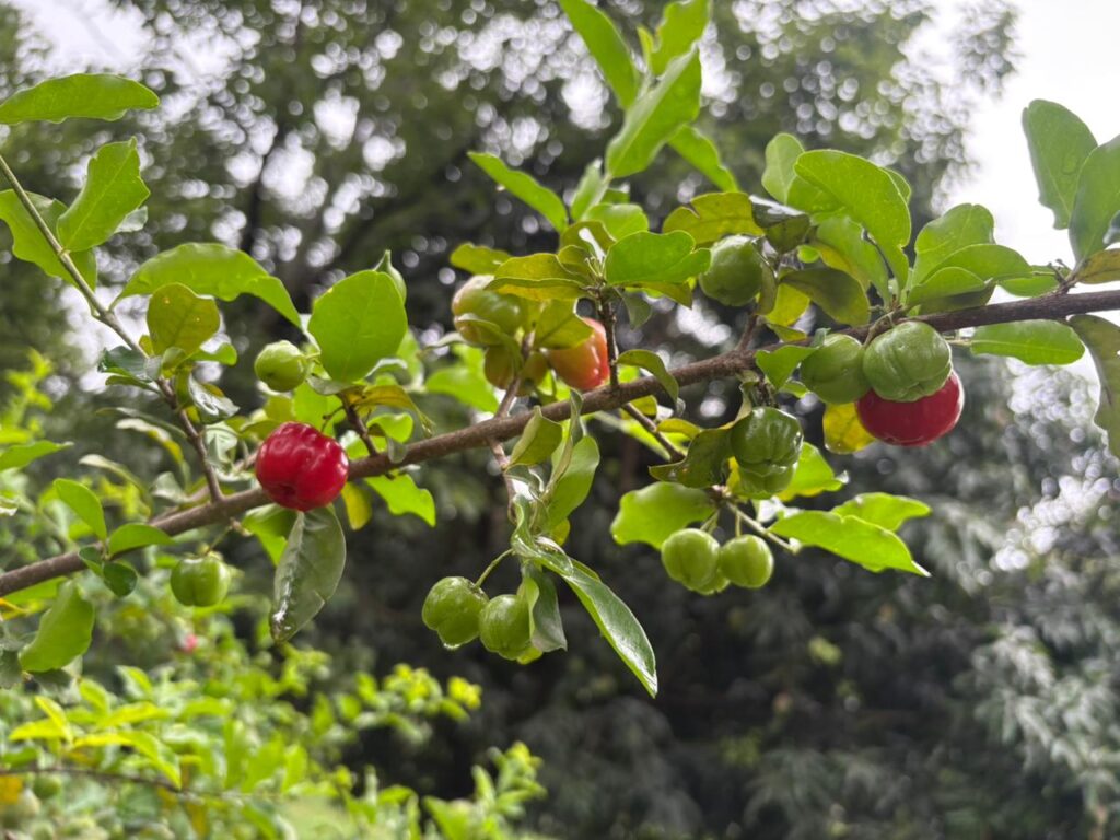 WhatsApp Image 2025-11-14 at 19.18.18 (1)